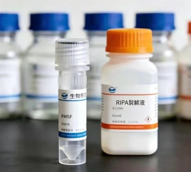 高效RIPA裂解液/细胞快速裂解液(带附件:PMSF 1.5mL)